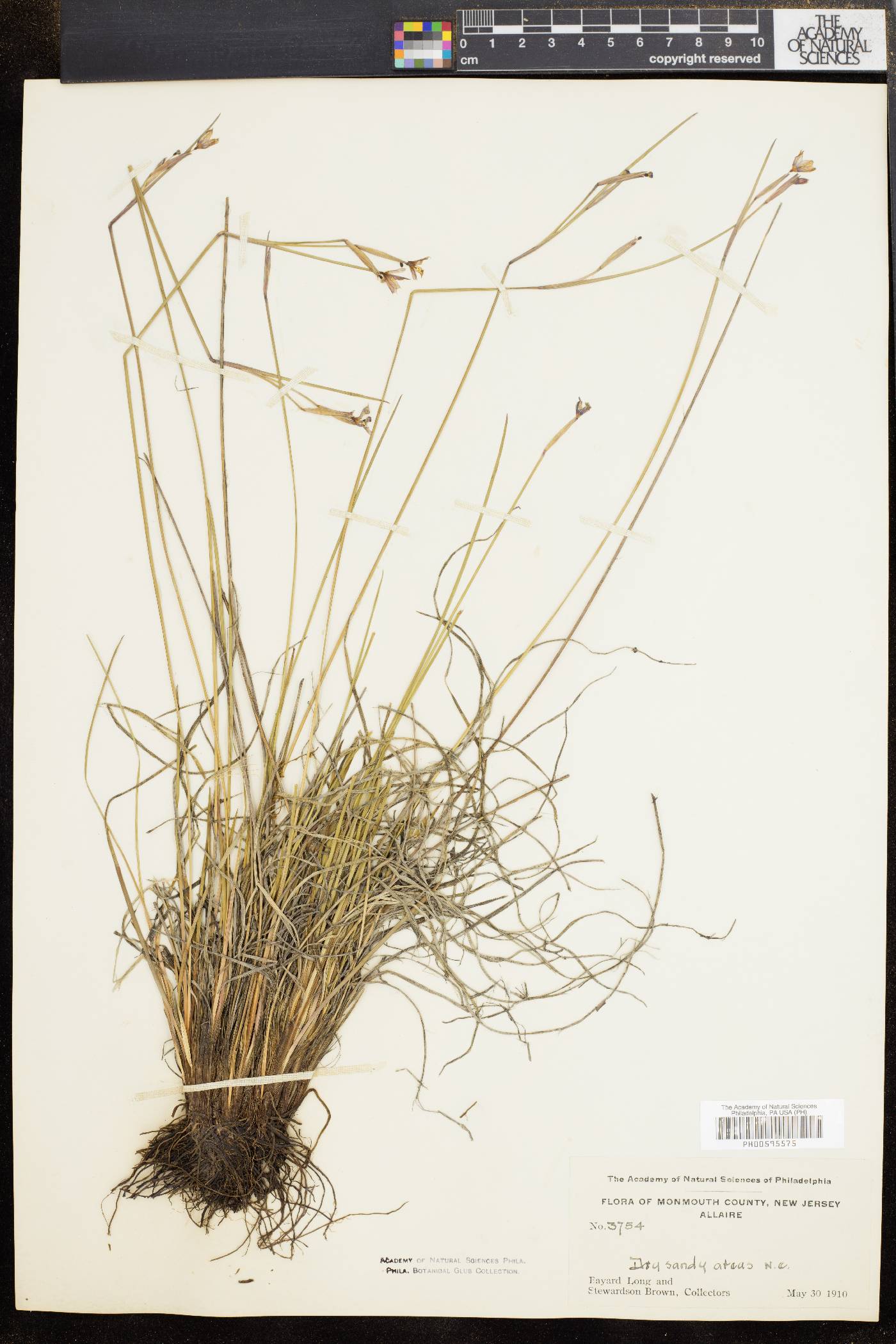 Sisyrinchium arenicola image