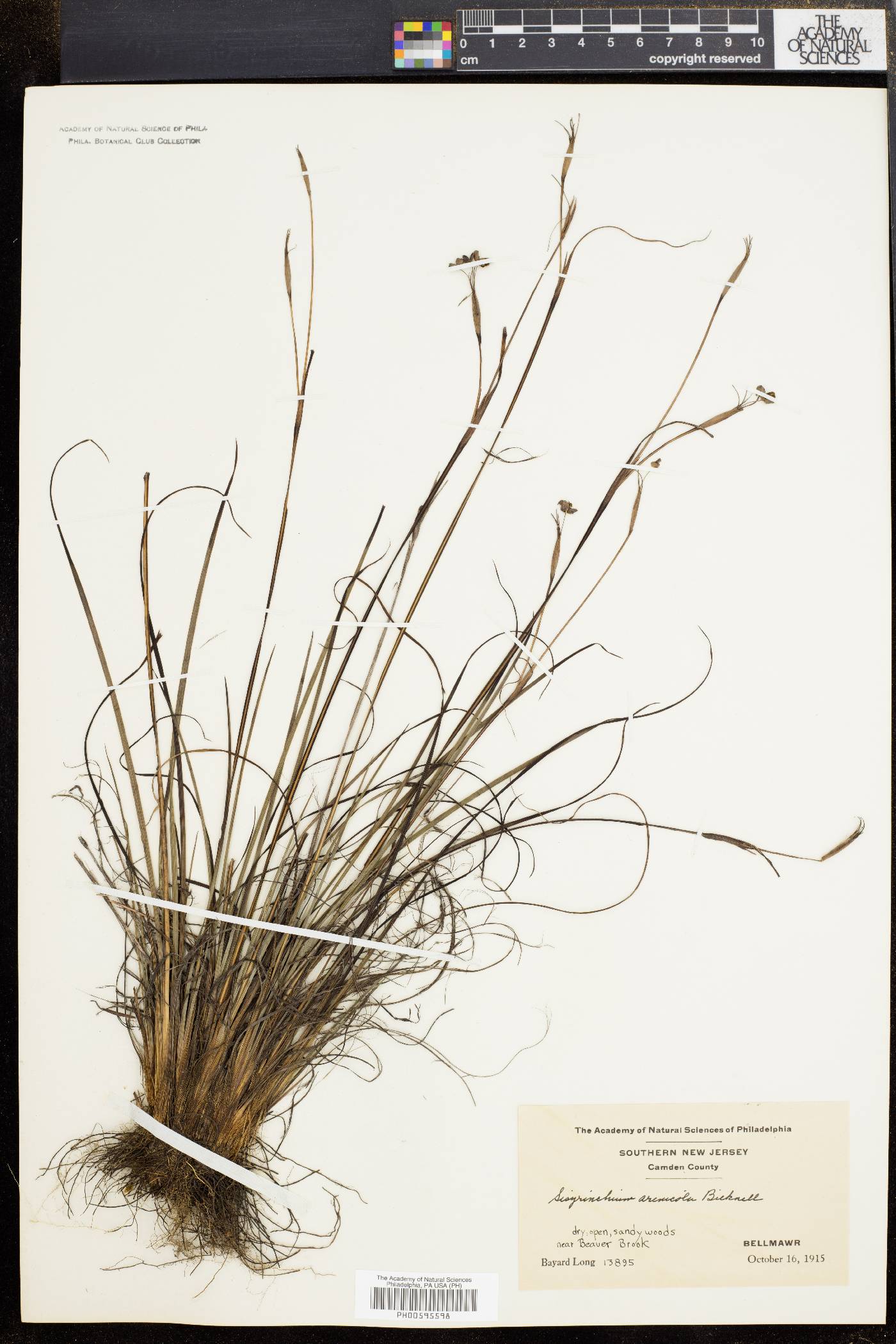 Sisyrinchium arenicola image