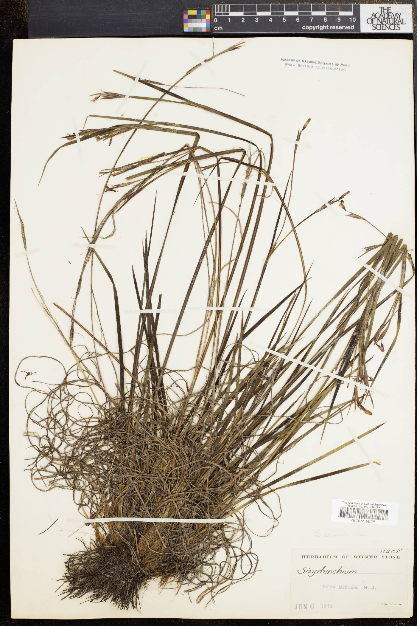 Sisyrinchium arenicola image