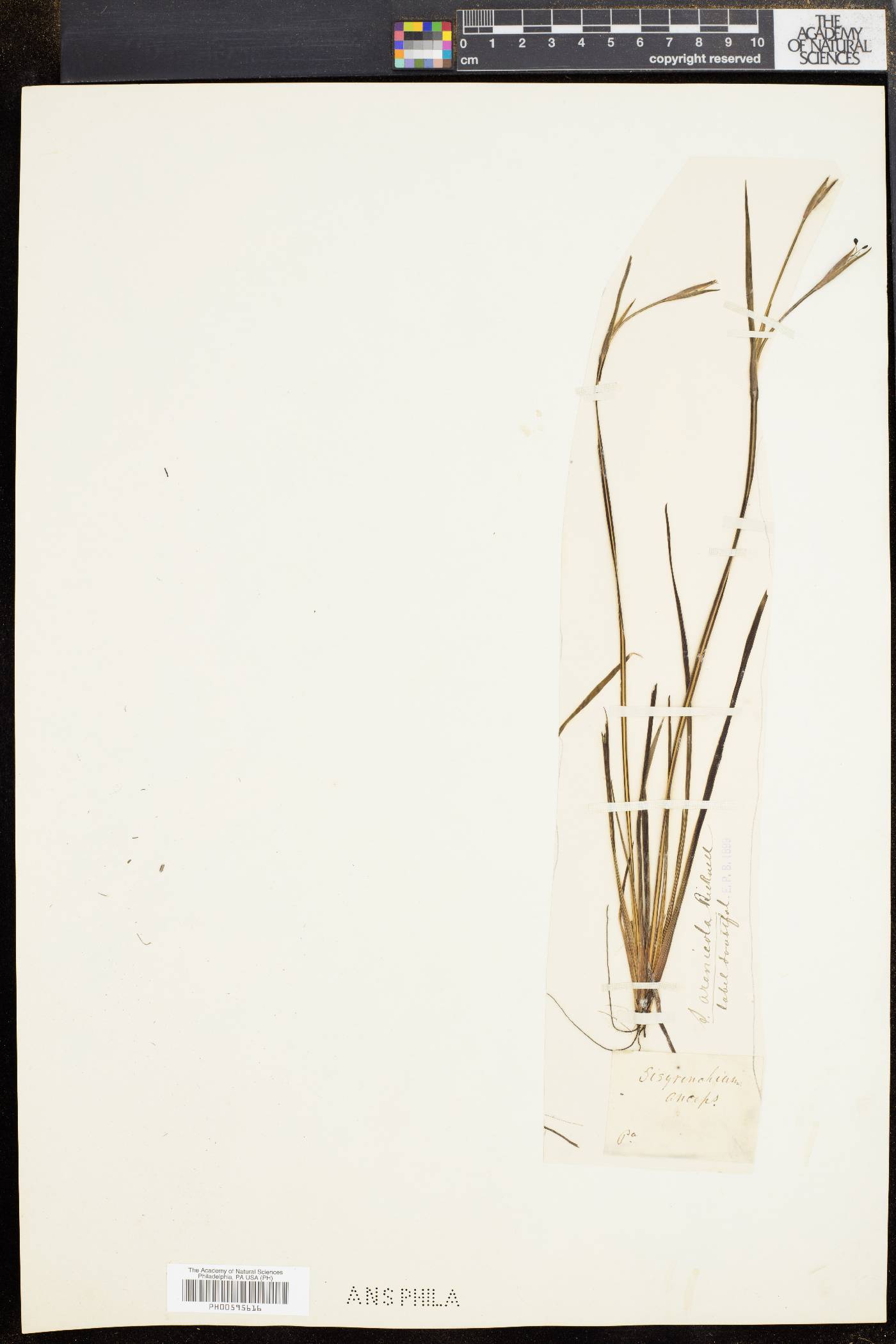 Sisyrinchium arenicola image