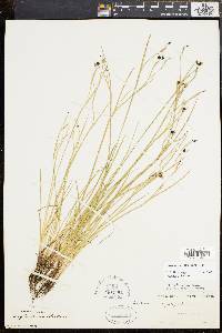 Sisyrinchium atlanticum image