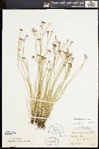 Sisyrinchium atlanticum image