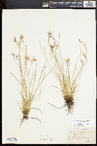 Sisyrinchium atlanticum image