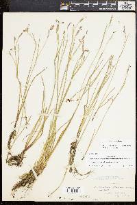 Sisyrinchium atlanticum image