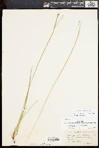 Sisyrinchium atlanticum image