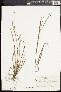 Sisyrinchium gramineum image