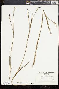 Sisyrinchium gramineum image