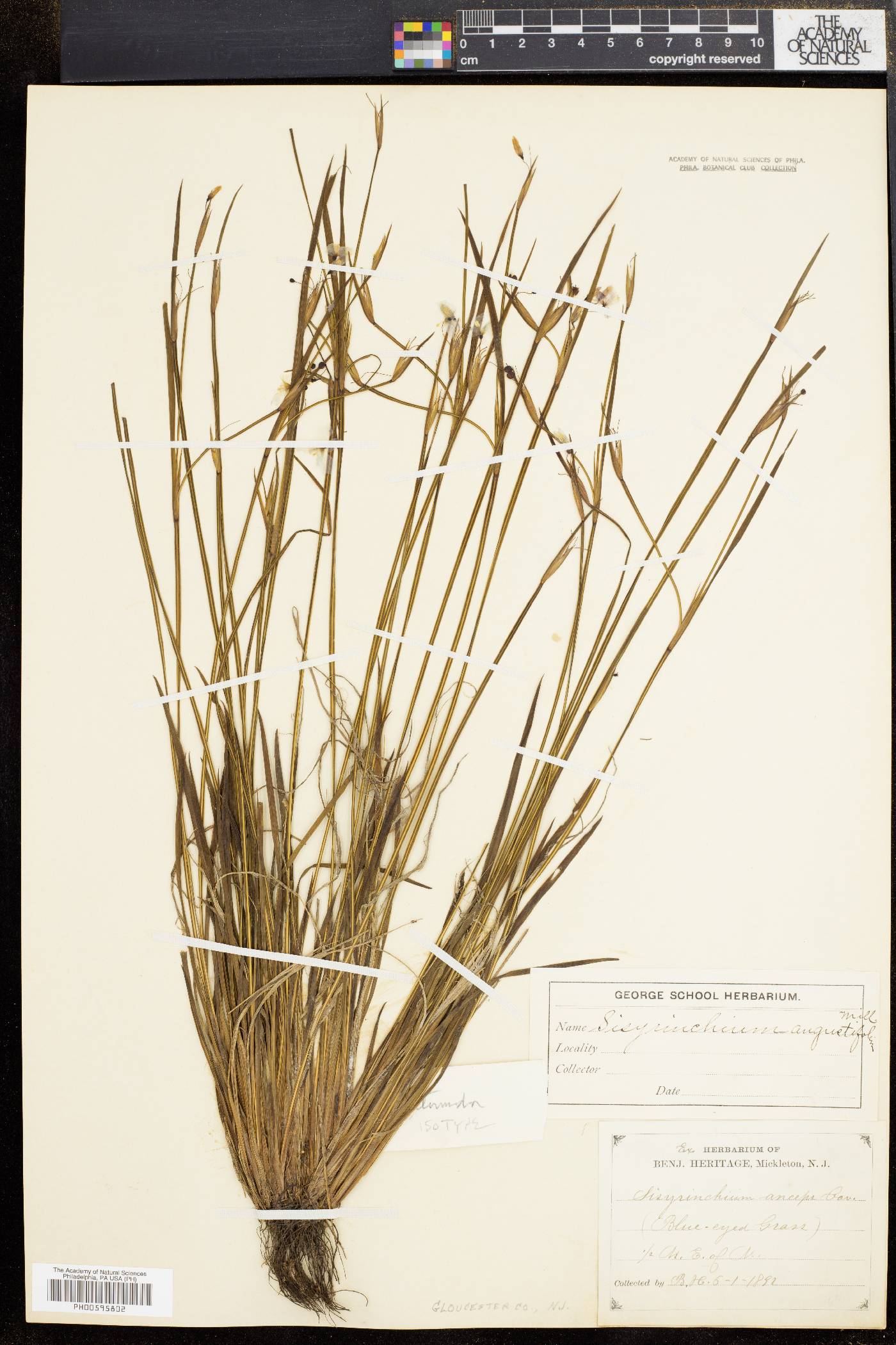 Sisyrinchium intermedium image