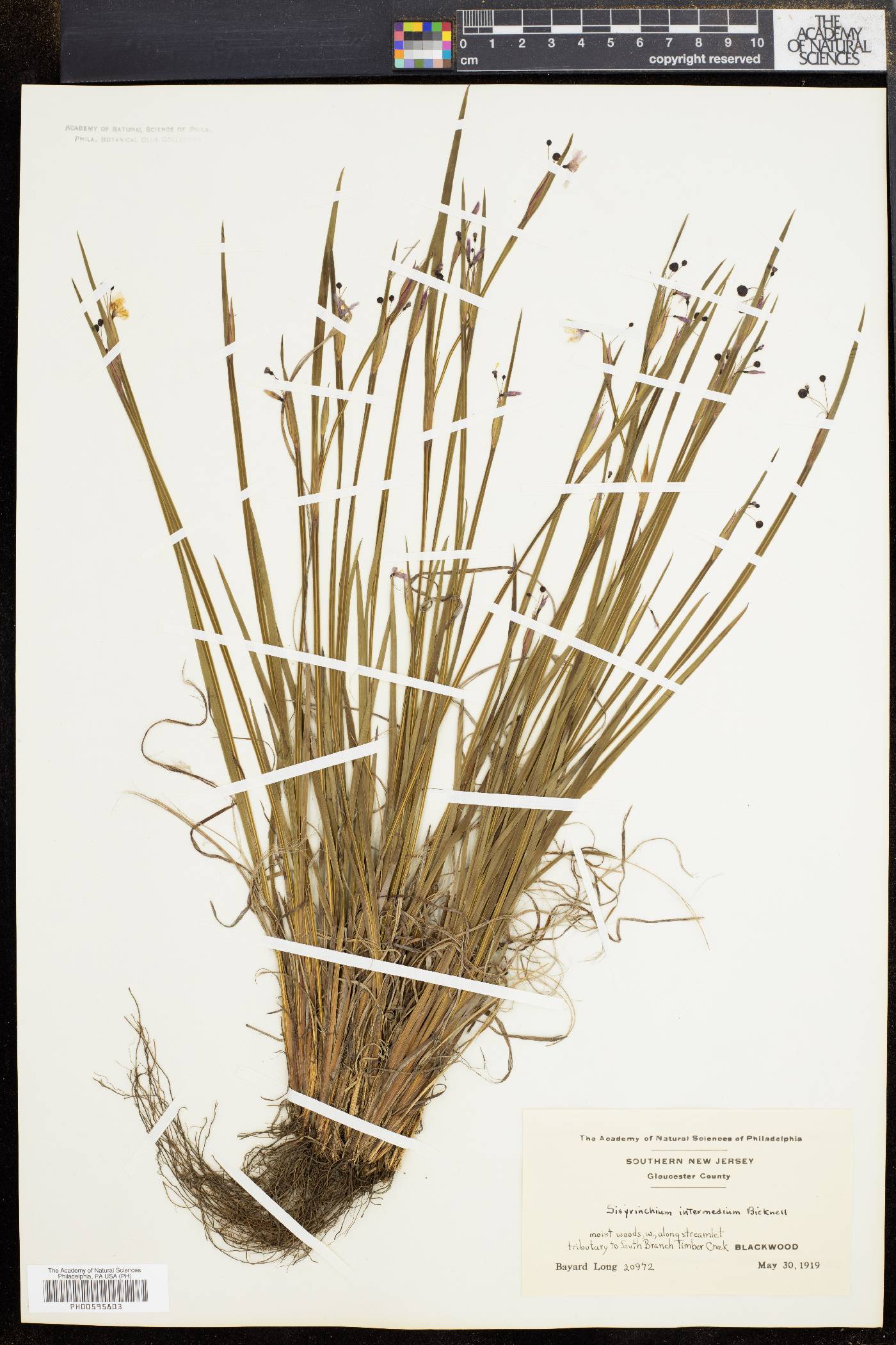 Sisyrinchium intermedium image