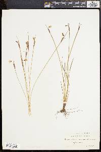 Sisyrinchium mucronatum image