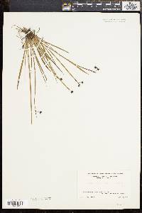 Sisyrinchium mucronatum image