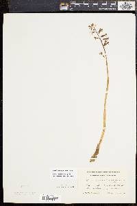 Corallorhiza wisteriana image