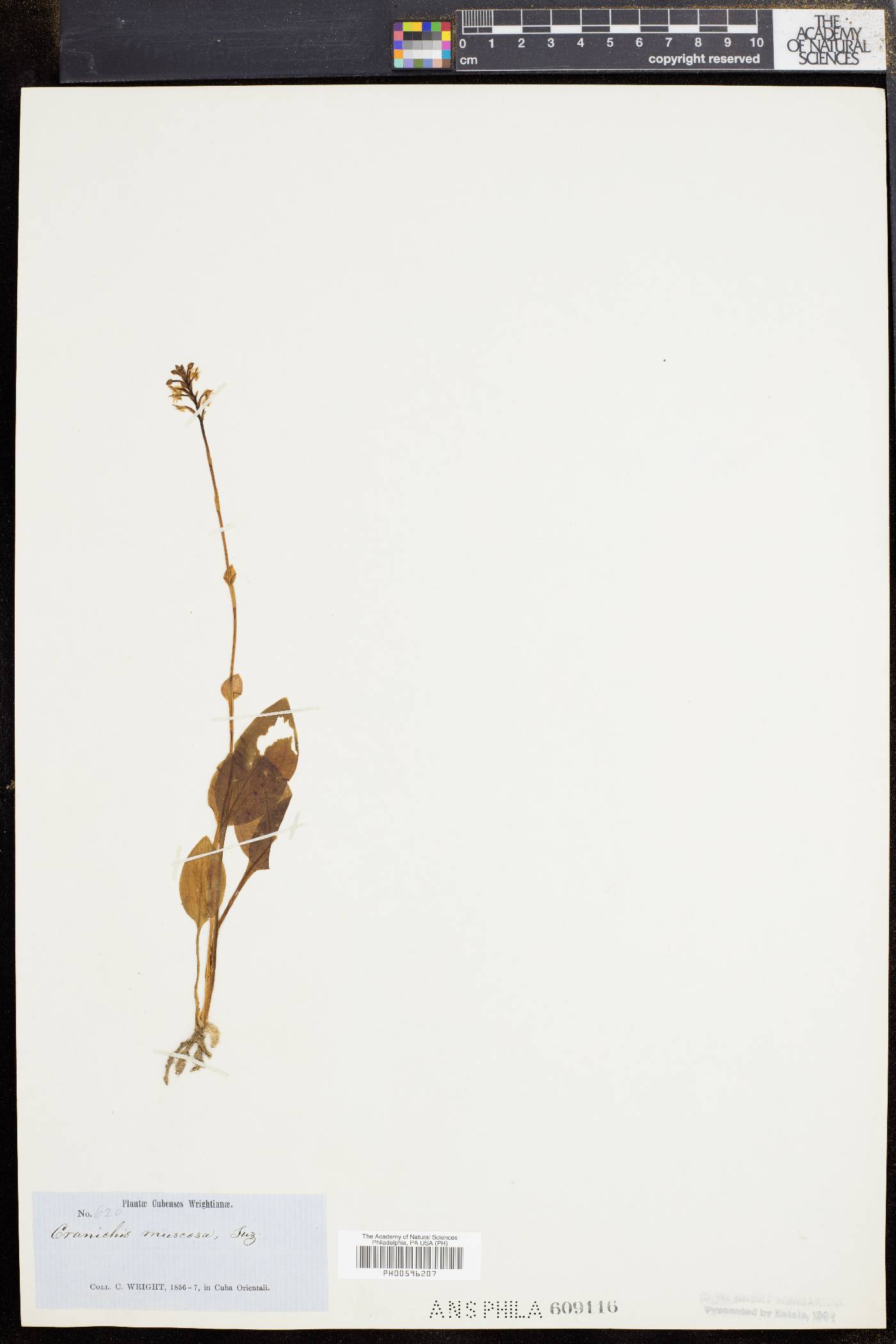 Cranichis muscosa image