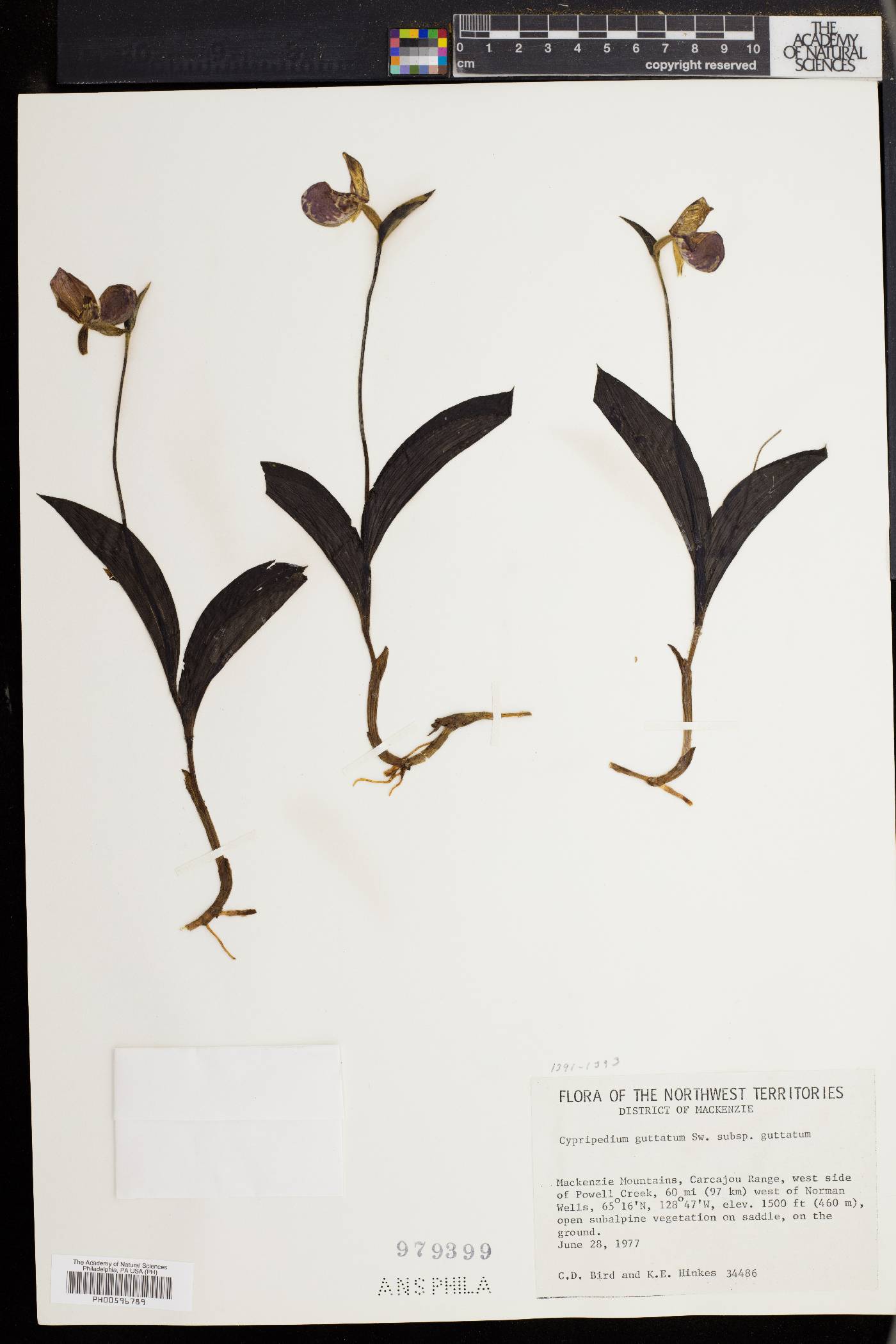 Cypripedium guttatum subsp. guttatum image