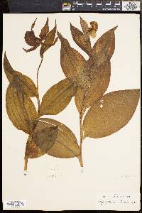 Cypripedium parviflorum image