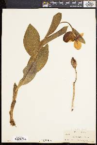 Cypripedium reginae image