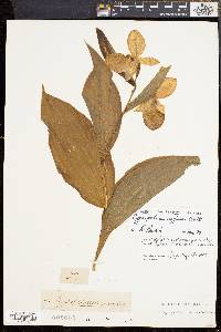 Cypripedium reginae image