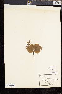 Image of Cypripedium debile