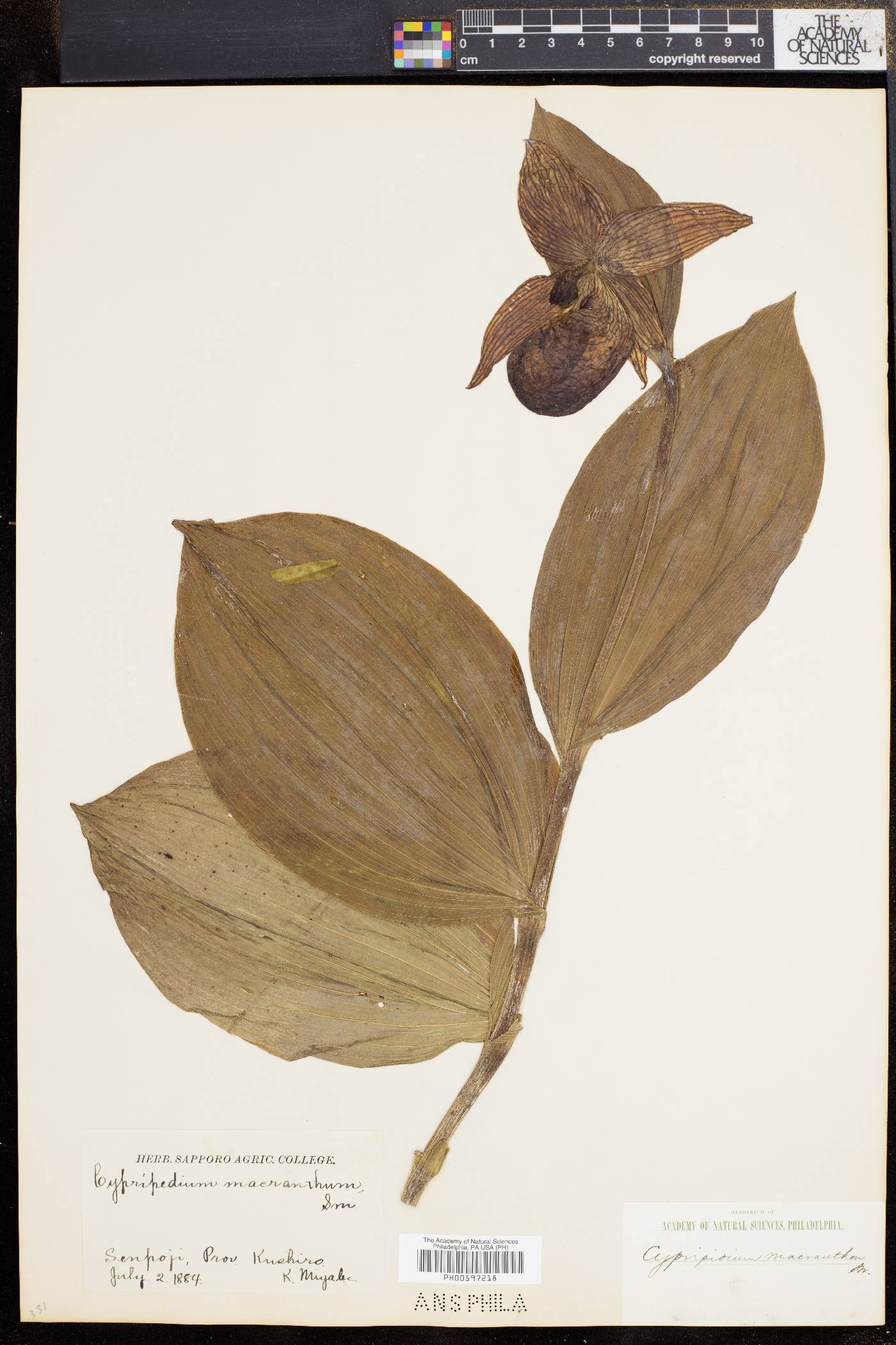 Cypripedium macranthos image