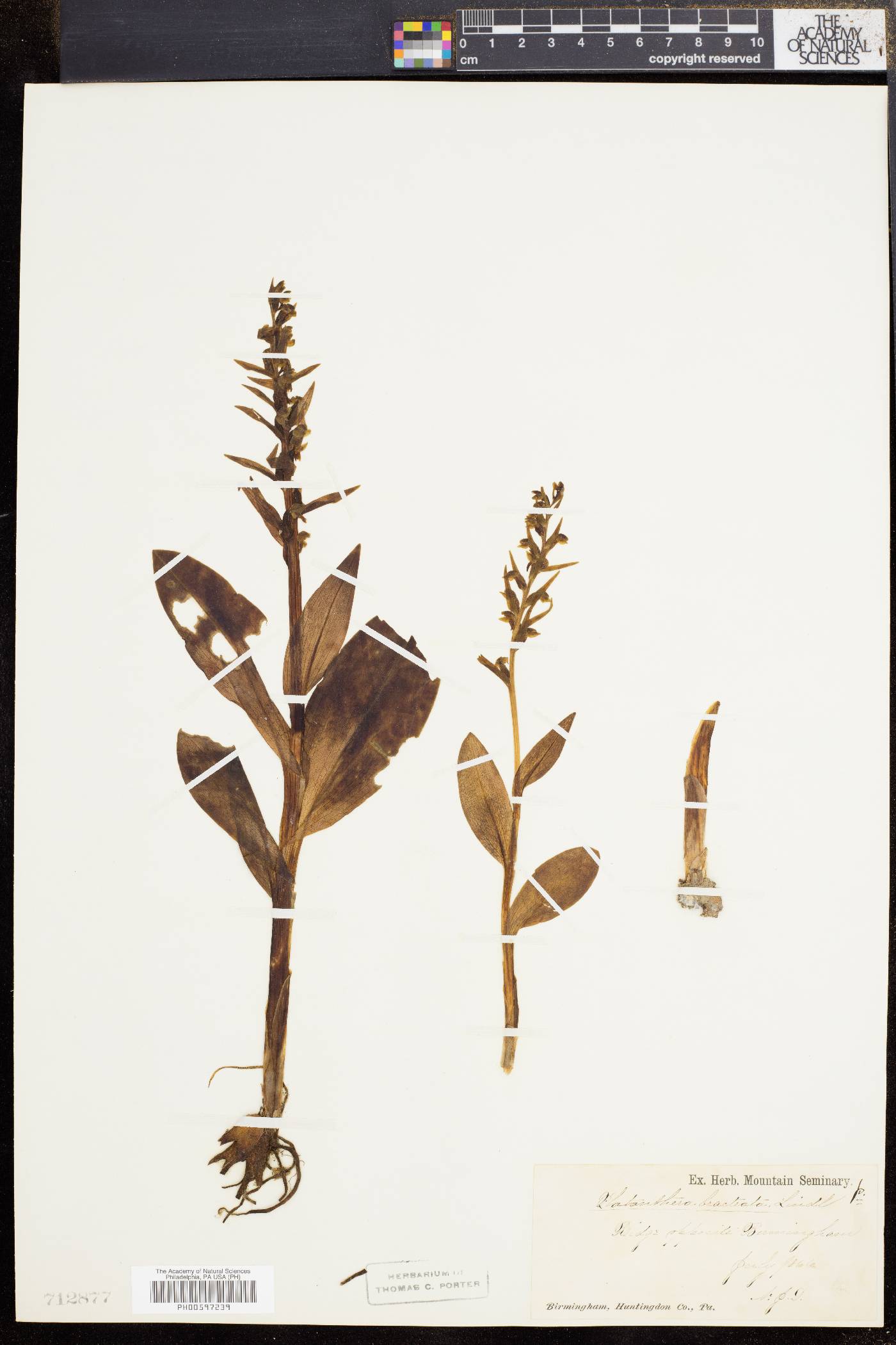 Dactylorhiza viridis var. virescens image