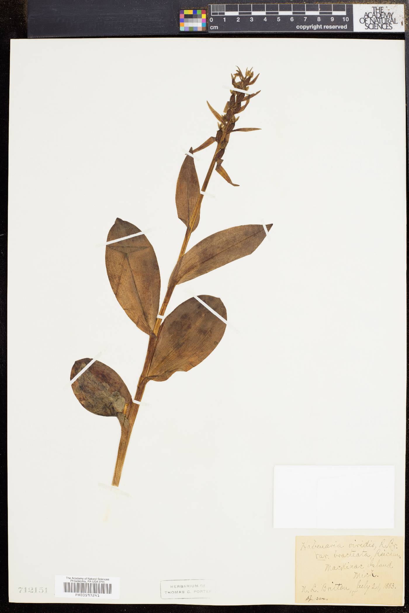 Dactylorhiza viridis image