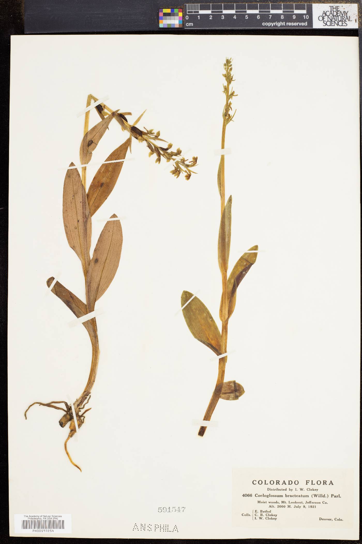 Dactylorhiza viridis var. virescens image