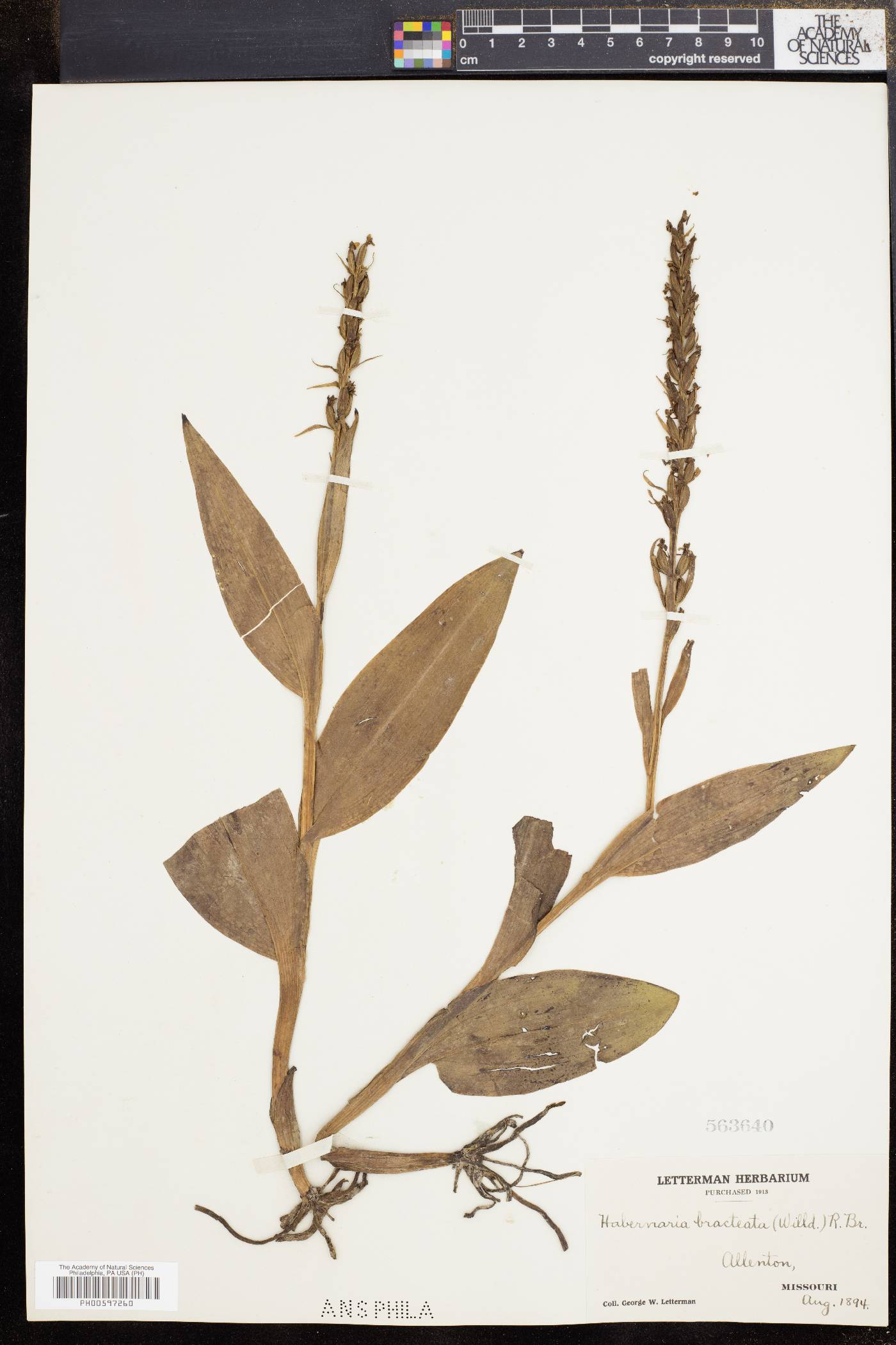 Dactylorhiza viridis image