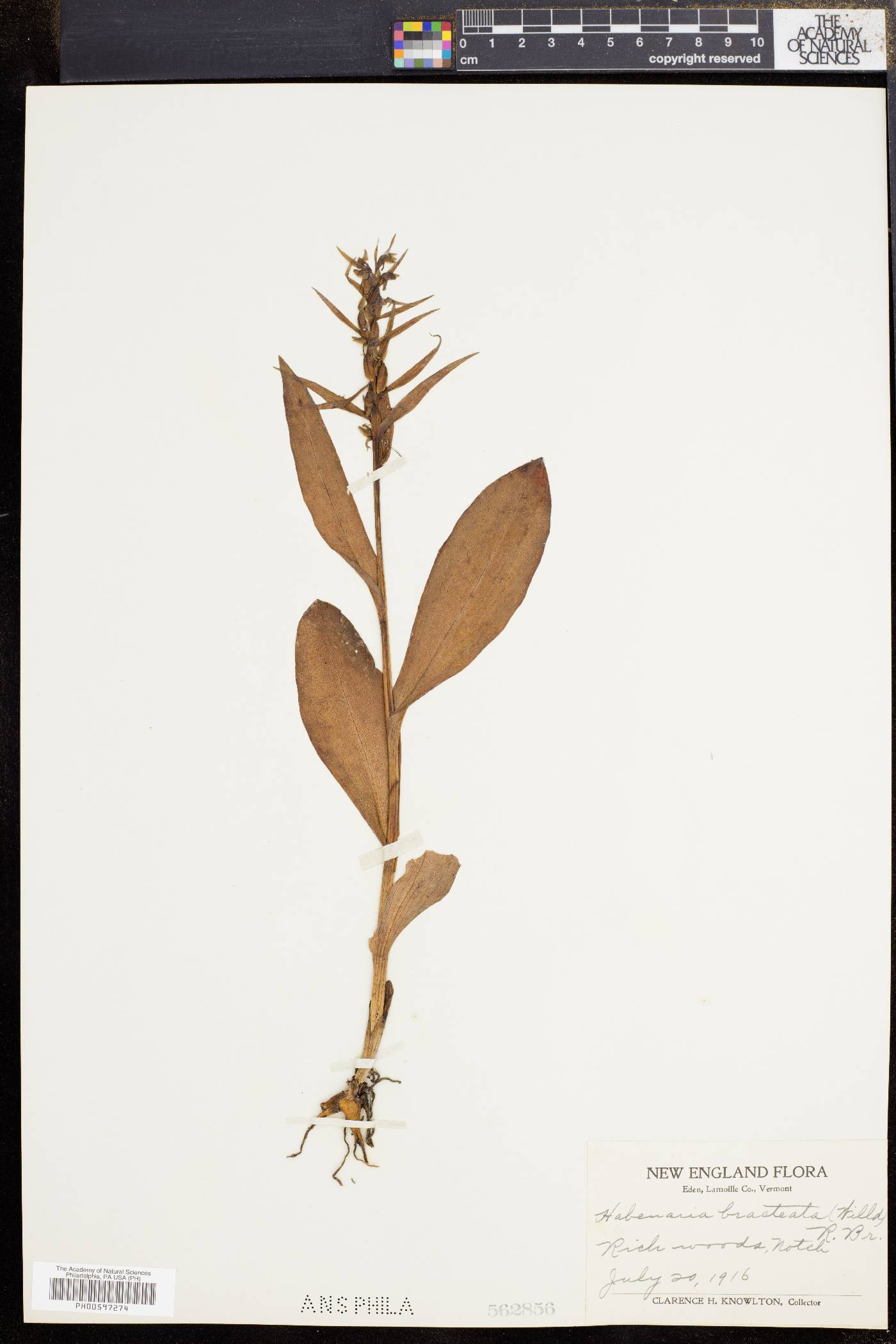 Dactylorhiza viridis var. virescens image
