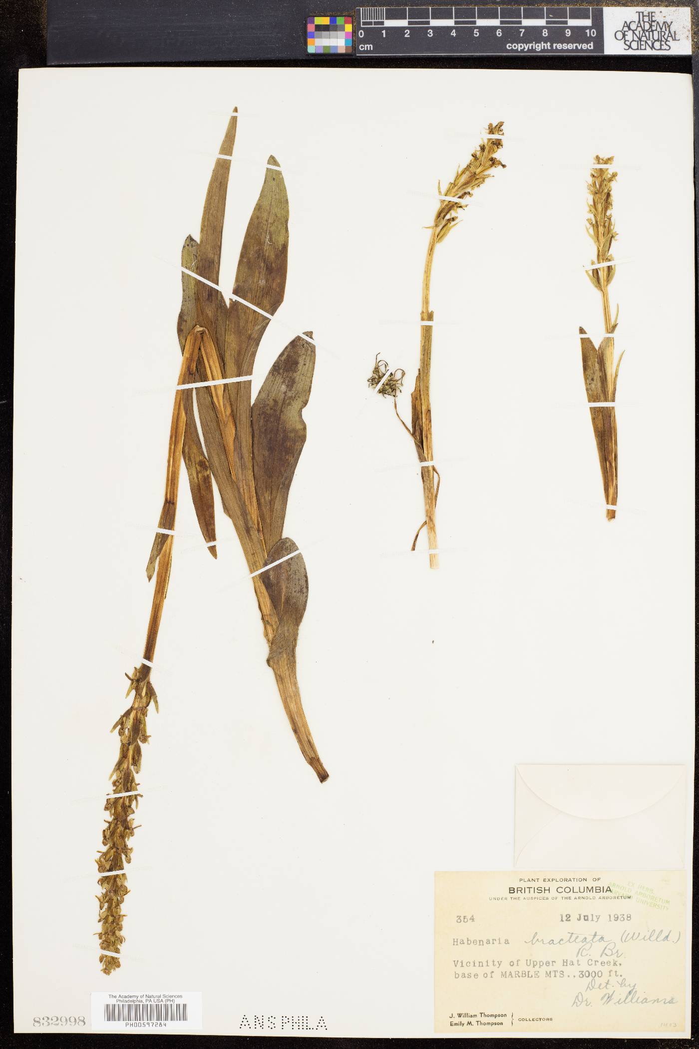 Dactylorhiza viridis image