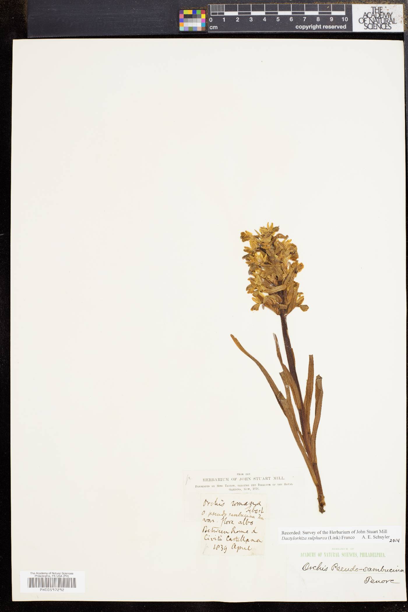 Dactylorhiza romana subsp. romana image