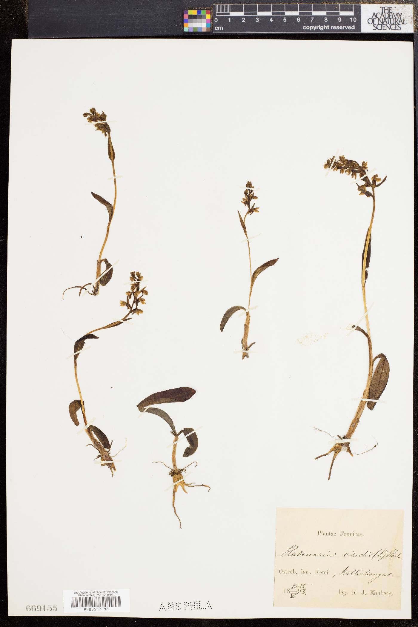 Dactylorhiza viridis image
