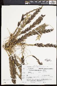 Image of Dendrobium aloefolium