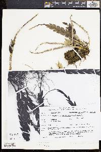 Dendrobium aloefolium image