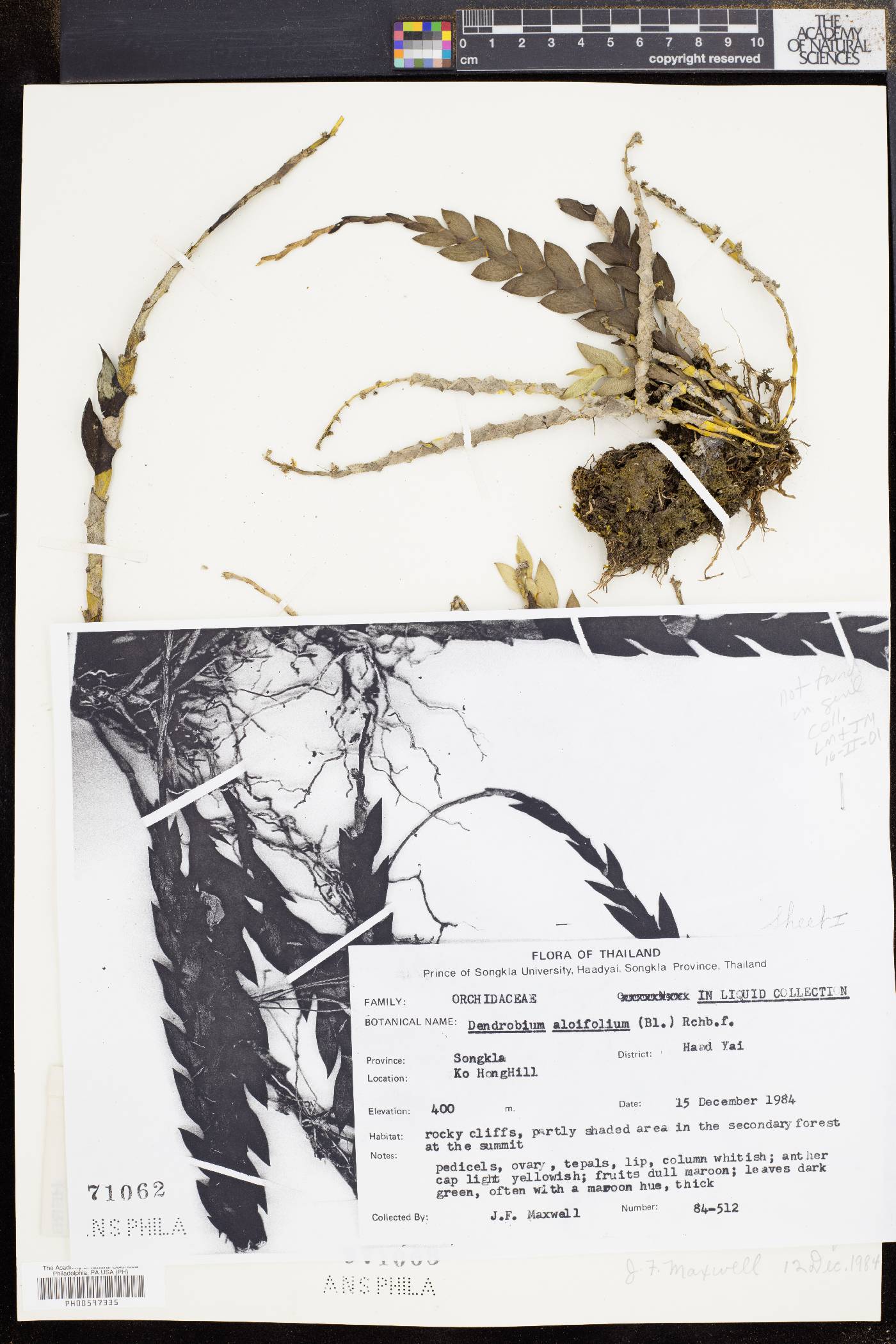 Dendrobium aloefolium image