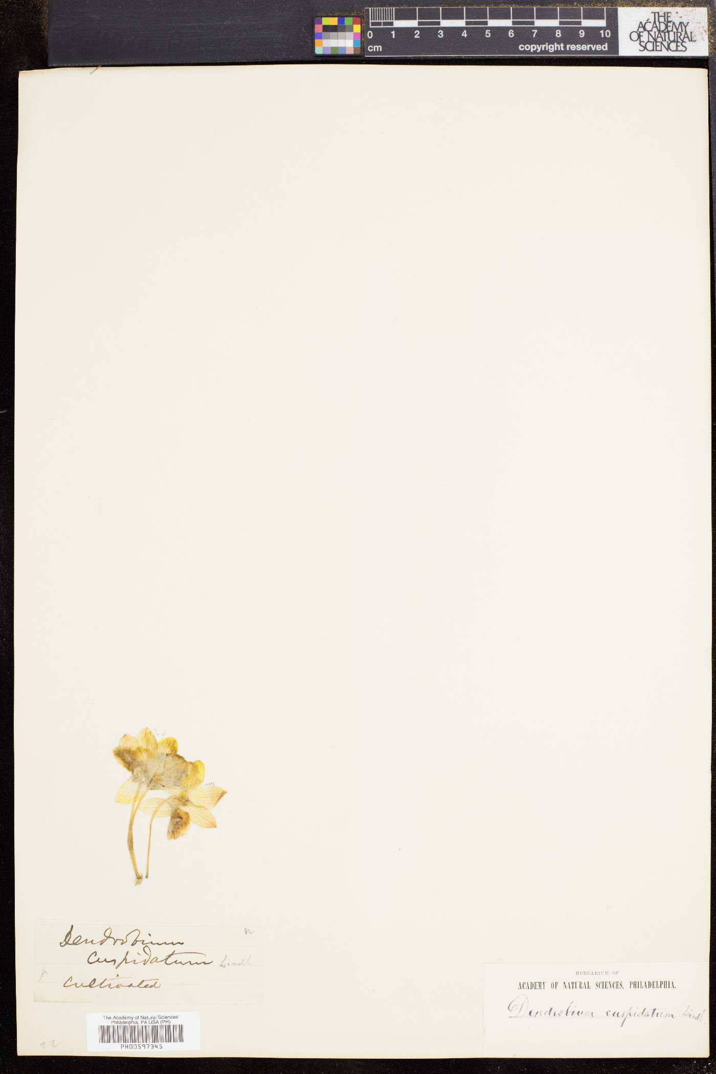 Dendrobium cuspidatum image