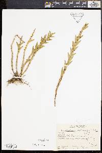 Dendrobium indivisum image