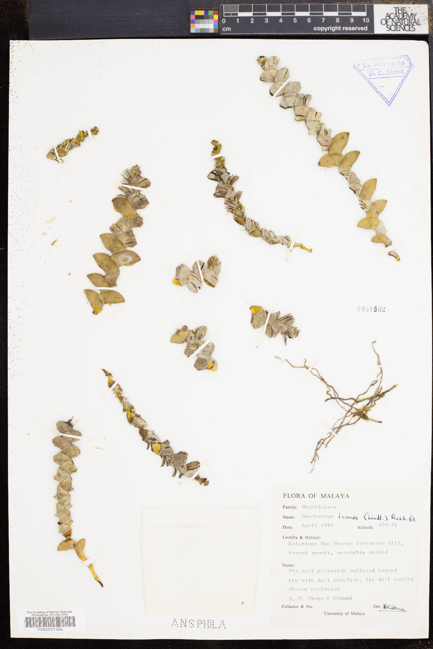 Dendrobium leonis image