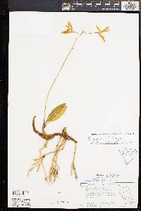 Dendrobium longipes image