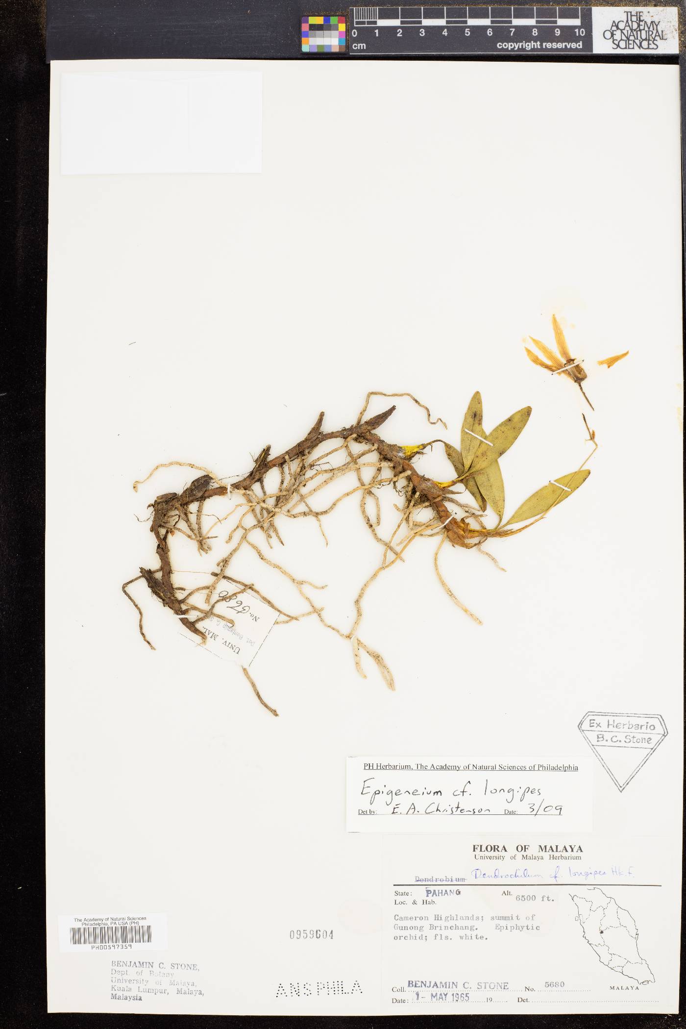 Dendrobium longipes image