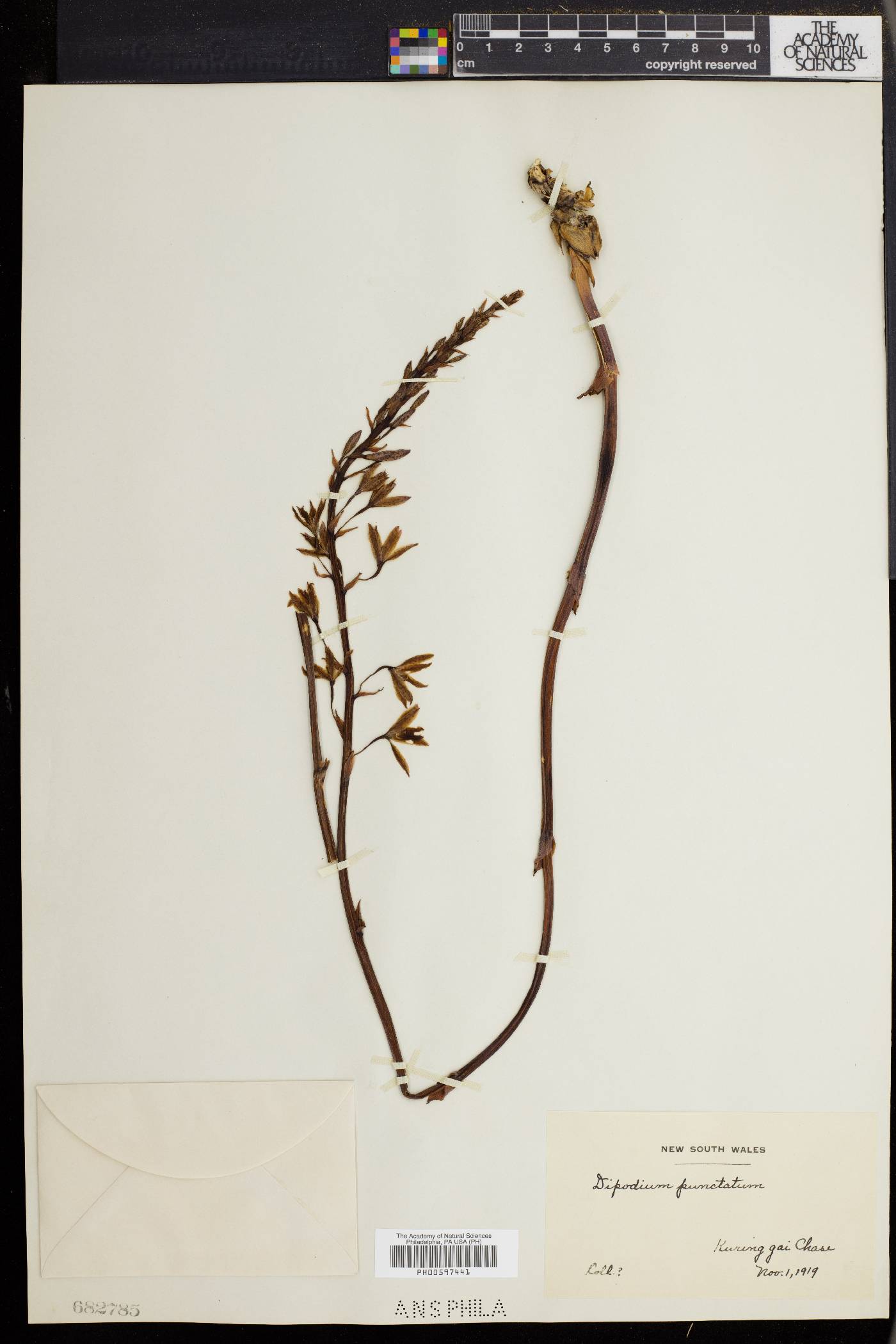 Dipodium image