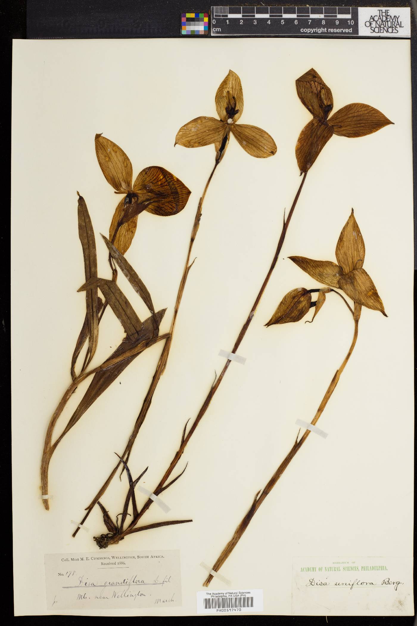 Disa uniflora image