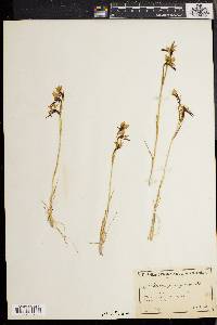 Diuris emarginata image