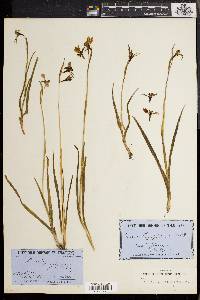 Image of Diuris longifolia