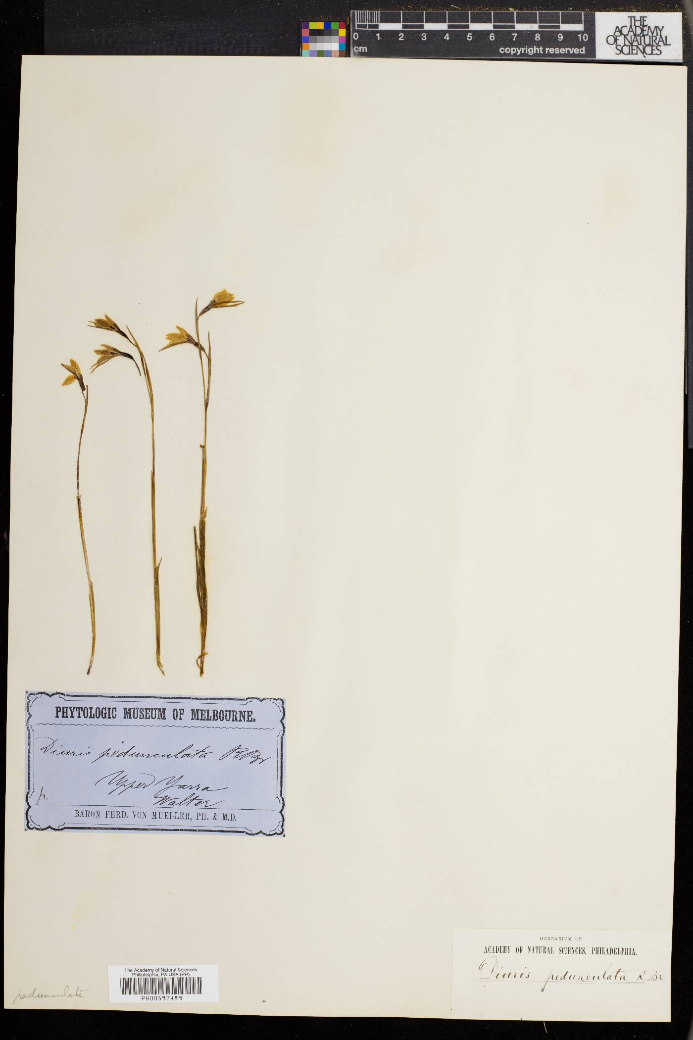 Diuris pedunculata image