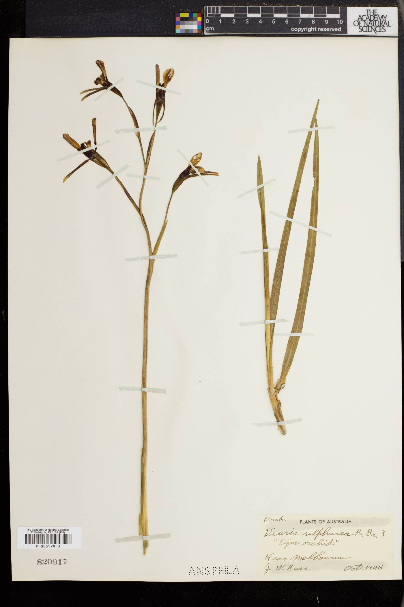 Diuris image