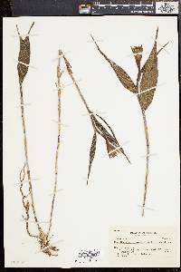 Media resource of Elleanthus brasiliensis