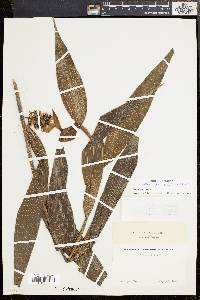 Media resource of Elleanthus columnaris