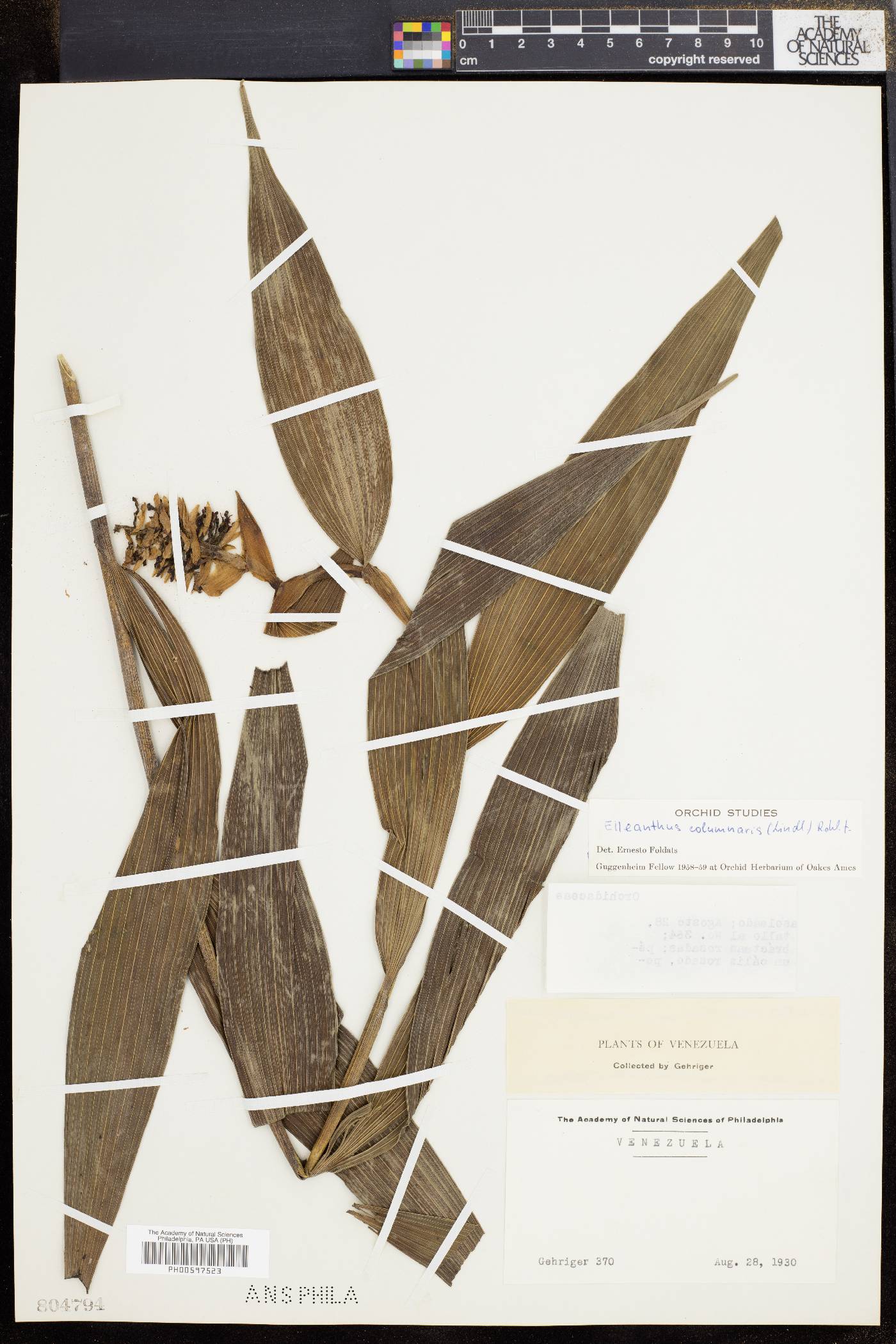 Elleanthus columnaris image