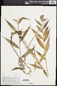 Media resource of Elleanthus furfuraceus