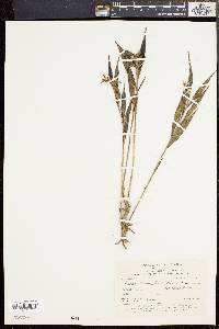 Elleanthus linifolius image